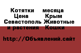 Котятки. 2 месяца › Цена ­ 50 - Крым, Севастополь Животные и растения » Кошки   